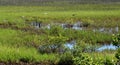 Marshland of Florida landscape Royalty Free Stock Photo