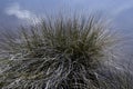 Closeup showing swamp grass at marshland Florida, USA.