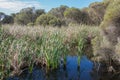 Marshland at Herdsman Lake Royalty Free Stock Photo