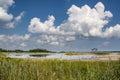 marshland landscape Chesapeake Bay Royalty Free Stock Photo