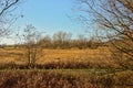 Marshland with meadows, bare trees and reed on a sunny winterday Royalty Free Stock Photo