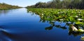 Marshland National Park. Everglades Aligators