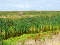 Marshland with reed and fleawort plants on manmade nature reserve islands Marker Wadden, Netherlands