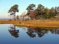 Marshland Reflection