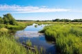 marshland reserve with reeds, water, and patches of greenery