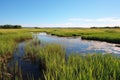 marshland reserve with reeds, water, and patches of greenery