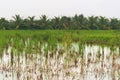 Marshland on a rural area of Vietnam, flooded with the waters of Mekong River. Royalty Free Stock Photo