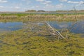 Marshland in the Spring Sun Royalty Free Stock Photo