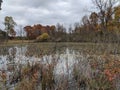 Marshland of Washtenaw County Royalty Free Stock Photo