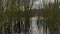 Bare young trees reflecting in the water Royalty Free Stock Photo