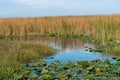 Marshlands on a sunny morning