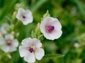 Marshmallow (Althaea officinalis). Royalty Free Stock Photo