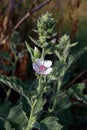 Marshmallow (Althaea officinalis). Royalty Free Stock Photo