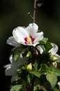 Marshmallow Althaea officinalis.