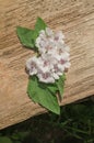 Marshmallow Althaea officinalis
