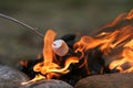 Marshmallow feast Royalty Free Stock Photo