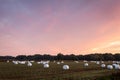 Marshmallow Field in Purple Sky is hay wrapped in white before sunrise in Pine Island, NY