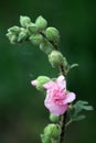 Marshmallow Flower Royalty Free Stock Photo