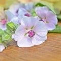 Marshmallow flower. Althaea Royalty Free Stock Photo
