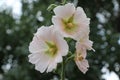 Marshmallow flower Althaea officinalis is a useful plant for human health.