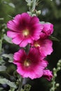 Marshmallow flower Althaea officinalis is a useful plant for human health.