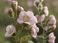 Marshmallow flower (Althaea officinalis) Royalty Free Stock Photo