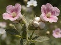 Marshmallow flower (Althaea officinalis)