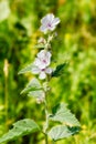 Marshmallow Flower (Althaea) Royalty Free Stock Photo