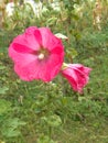 Marshmallow flower