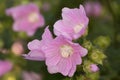 Marshmallow flower on a green blurred background Royalty Free Stock Photo