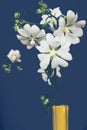 Marshmallow flowers on blue background medically extremely useful plant