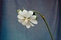 Marshmallow flowers on blue background medically extremely useful plant