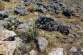 Marshmallow flowers of white color in the middle of stony and steppe vegetation.