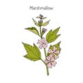 Marshmallow medicinal herb