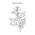 Marshmallow medicinal herb