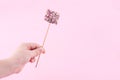 Marshmallow pops Royalty Free Stock Photo