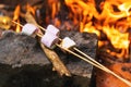 Marshmallow on skewers is fried at the stake Royalty Free Stock Photo