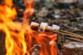Marshmallow on skewers is fried at the stake Royalty Free Stock Photo