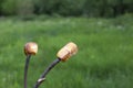 Marshmallow. Toasted marshmallows on a stick. Summer. Royalty Free Stock Photo