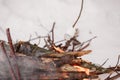 Marshmallow on a wooden stick being roasted over a camping fire in the winter forest snow on the background. Family Royalty Free Stock Photo