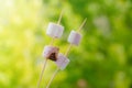 Marshmallows on skewers fried at the stake on a background of nature Royalty Free Stock Photo