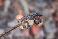 marshmellow over fire Royalty Free Stock Photo