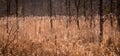 Wonderful Glowing Cattails Beside Forest Royalty Free Stock Photo