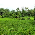 Marshy forest at Kranji countryside