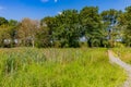 Marshy ground with thick undergrowth, a path to huge trees with green foliage in the background