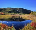 Marshy Pond