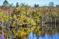 Marsh Area at Nature Preserve with Reflections Royalty Free Stock Photo