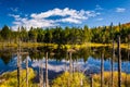 Marshy pond in White Mountain National Forest, New Hampshire.