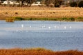 Marshy salt ponds in Coyote Hills Regional Park, Fremont, California