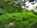 Marshy scrubland along forest fringe